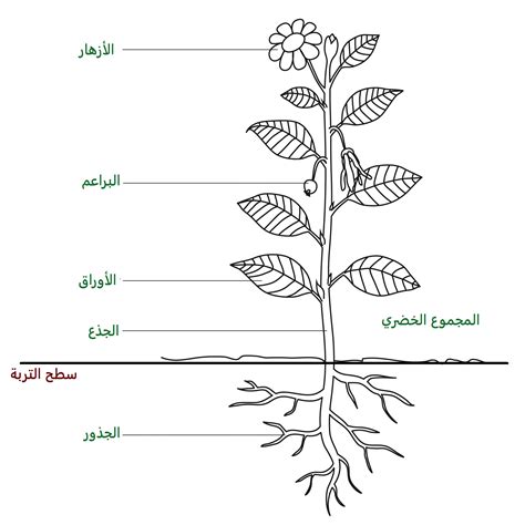 الجزء الذي يوجد داخل ساق النبات يسمى، تتكون جميع النباتات من أجزاء مشتركة، وتعتبر أجزاء النبتة الرئيسية وهي الجذور التي تنمو في الأرض